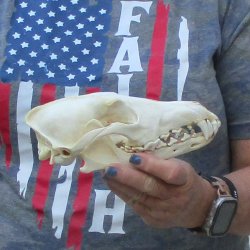 7-1/2  x 4" Coyote Skull - for $36