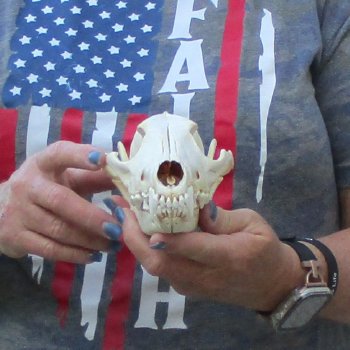 7-1/2  x 4" Coyote Skull - for $36