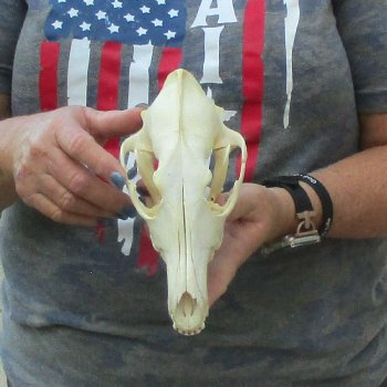 7-1/2  x 4" Coyote Skull - for $36