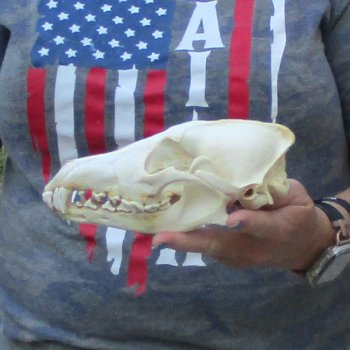 7-1/2  x 4" Coyote Skull - for $36
