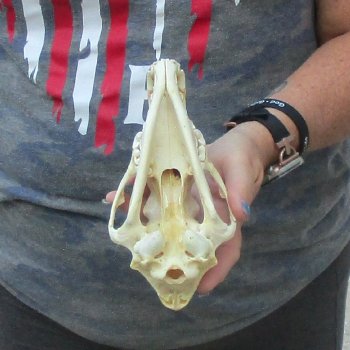 7-1/2  x 4" Coyote Skull - for $36