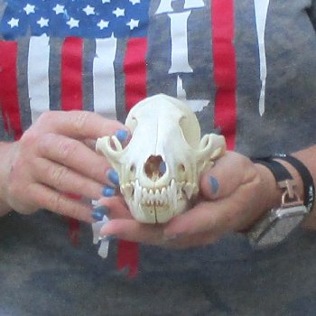 7-1/2  x 3-3/4" Coyote Skull - for $36