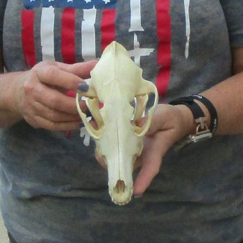 7-1/2  x 3-3/4" Coyote Skull - for $36