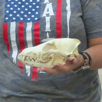 7-1/2  x 3-3/4" Coyote Skull - for $36