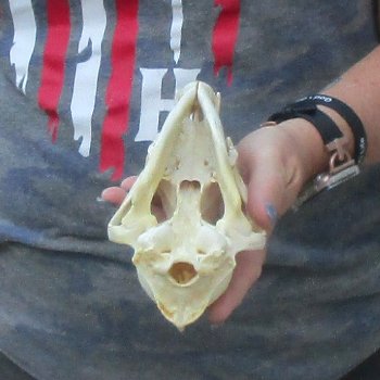 7-1/2  x 3-3/4" Coyote Skull - for $36