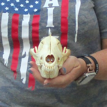 7-1/2  x 3-3/4" Coyote Skull - for $36