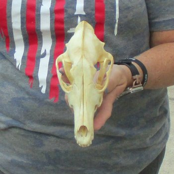 7-1/2  x 3-3/4" Coyote Skull - for $36