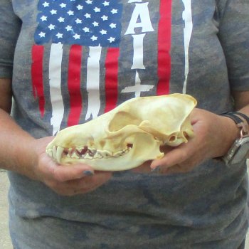 7-1/2  x 3-3/4" Coyote Skull - for $36