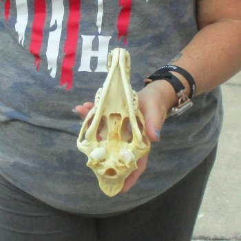 7-1/2  x 3-3/4" Coyote Skull - for $36