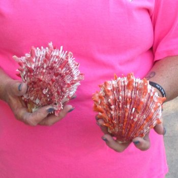 2 Spiny Oyster pairs (Spondylus princeps) -  $39/lot