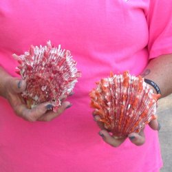 2 Spiny Oyster pairs (Spondylus princeps) -  $39/lot