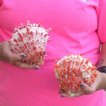 2 Spiny Oyster pairs (Spondylus princeps) -  $39/lot