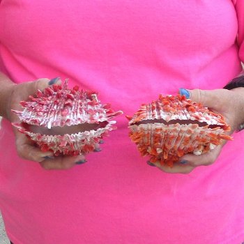 2 Spiny Oyster pairs (Spondylus princeps) -  $39/lot