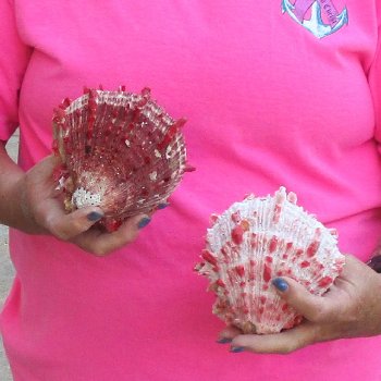 2 Spiny Oyster pairs (Spondylus princeps) -  $39/lot