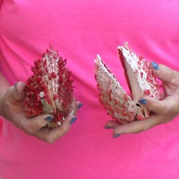 2 Spiny Oyster pairs (Spondylus princeps) -  $39/lot