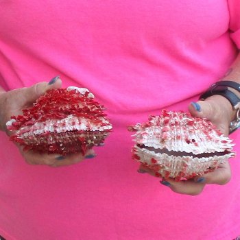 2 Spiny Oyster pairs (Spondylus princeps) -  $39/lot