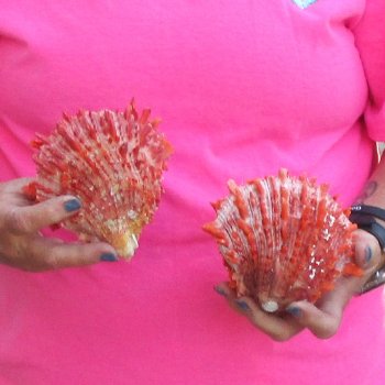 2 Spiny Oyster pairs (Spondylus princeps) -  $39/lot