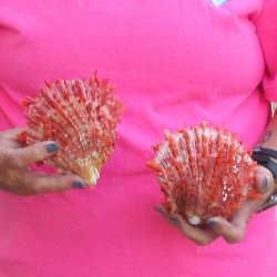 2 Spiny Oyster pairs (Spondylus princeps) -  $39/lot