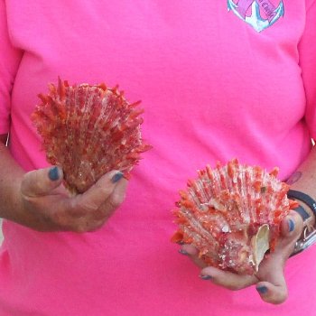 2 Spiny Oyster pairs (Spondylus princeps) -  $39/lot