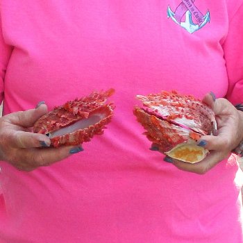 2 Spiny Oyster pairs (Spondylus princeps) -  $39/lot