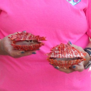 2 Spiny Oyster pairs (Spondylus princeps) -  $39/lot