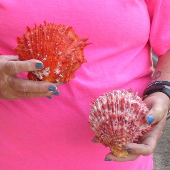 2 Spiny Oyster pairs (Spondylus princeps) -  $39/lot