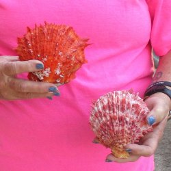 2 Spiny Oyster pairs (Spondylus princeps) -  $39/lot