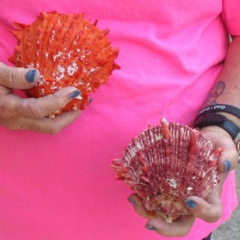 2 Spiny Oyster pairs (Spondylus princeps) -  $39/lot