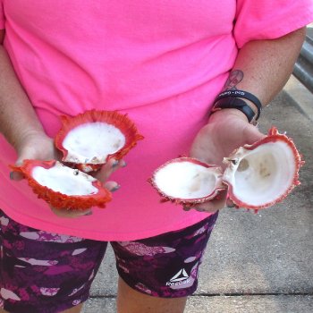 2 Spiny Oyster pairs (Spondylus princeps) -  $39/lot