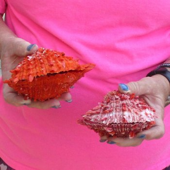 2 Spiny Oyster pairs (Spondylus princeps) -  $39/lot