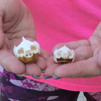 Two Red Eared Slider Turtle Skulls, 1-3/4 and 1-1/4 inch long - for $31/lot 