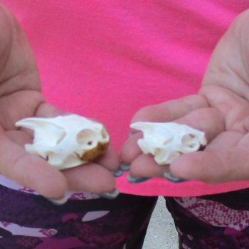 Two Red Eared Slider Turtle Skulls, 1-3/4 and 1-1/4 inch long - for $31/lot 