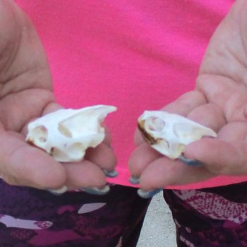 Two Red Eared Slider Turtle Skulls, 1-3/4 and 1-1/4 inch long - for $31/lot 