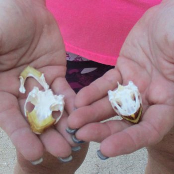 Two Red Eared Slider Turtle Skulls, 1-3/4 and 1-1/4 inch long - for $31/lot 