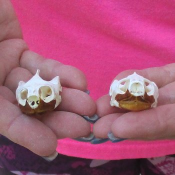Two Red Eared Slider Turtle Skulls, 1-1/2 and 1-3/4 inch long - for $31/lot 