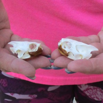 Two Red Eared Slider Turtle Skulls, 1-1/2 and 1-3/4 inch long - for $31/lot 