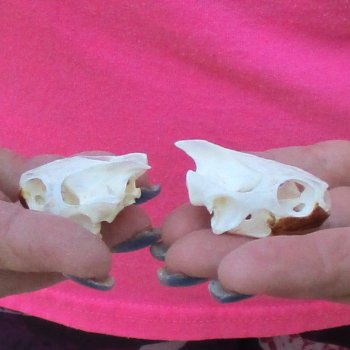 Two Red Eared Slider Turtle Skulls, 1-1/2 and 1-3/4 inch long - for $31/lot 
