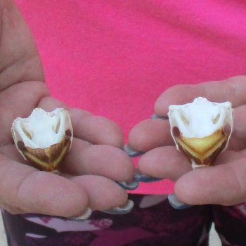 Two Red Eared Slider Turtle Skulls, 1-1/2 and 1-3/4 inch long - for $31/lot 