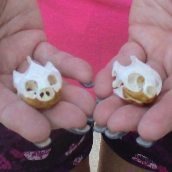 Two Red Eared Slider Turtle Skulls, 1-1/2 and 1-3/4 inch long - for $31/lot 