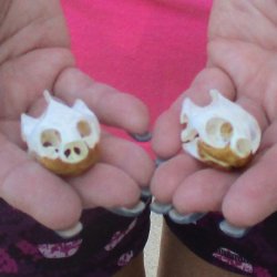 Two Red Eared Slide...