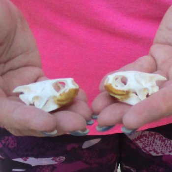 Two Red Eared Slider Turtle Skulls, 1-1/2 and 1-3/4 inch long - for $31/lot 