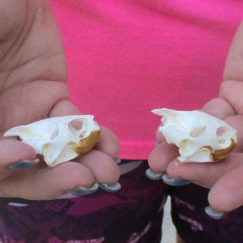 Two Red Eared Slider Turtle Skulls, 1-1/2 and 1-3/4 inch long - for $31/lot 