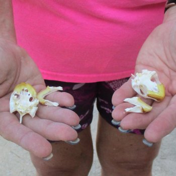 Two Red Eared Slider Turtle Skulls, 1-1/2 and 1-3/4 inch long - for $31/lot 