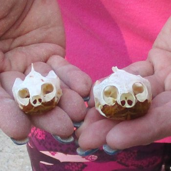 Two Red Eared Slider Turtle Skulls, 2 and 1-3/4 inch long - for $31/lot 