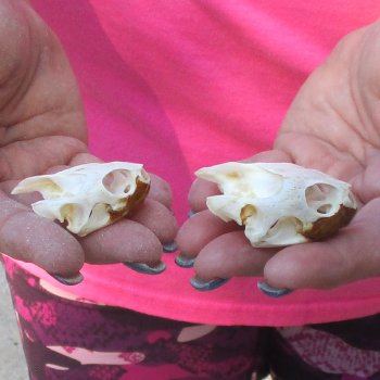 Two Red Eared Slider Turtle Skulls, 2 and 1-3/4 inch long - for $31/lot 