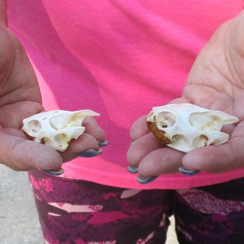 Two Red Eared Slider Turtle Skulls, 2 and 1-3/4 inch long - for $31/lot 