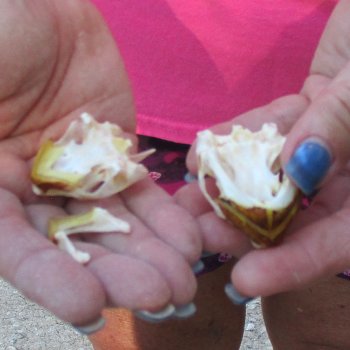 Two Red Eared Slider Turtle Skulls, 2 and 1-3/4 inch long - for $31/lot 