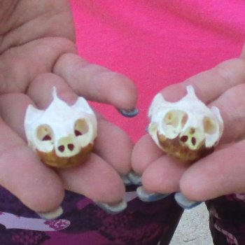 Two Red Eared Slider Turtle Skulls, 1-1/4 and 1-3/4 inch long - for $31/lot 