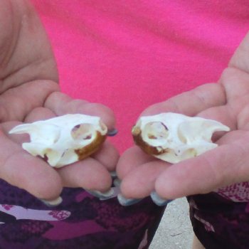 Two Red Eared Slider Turtle Skulls, 1-1/4 and 1-3/4 inch long - for $31/lot 