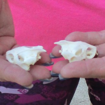 Two Red Eared Slider Turtle Skulls, 1-1/4 and 1-3/4 inch long - for $31/lot 
